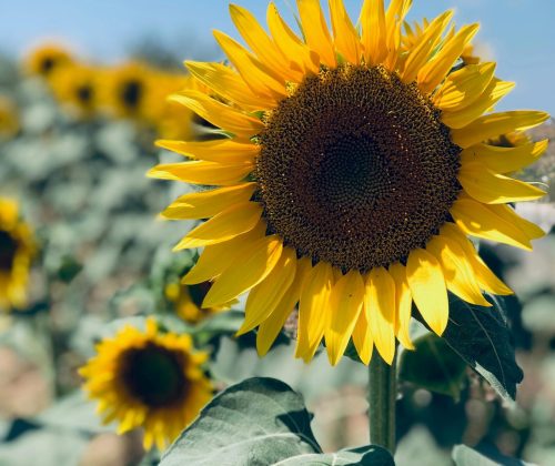 pexels-photo-13506489-13506489 Vivid sunflower bloom in a sunny field, highlighting the vibrant yellow petals and intricate center.